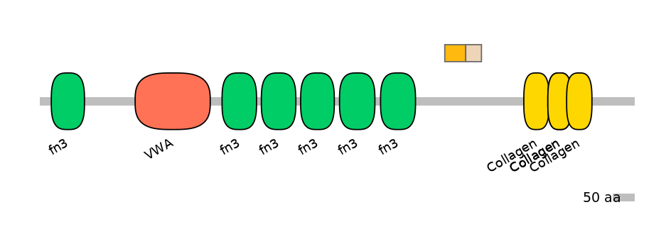 RnoINT0039326-EXC