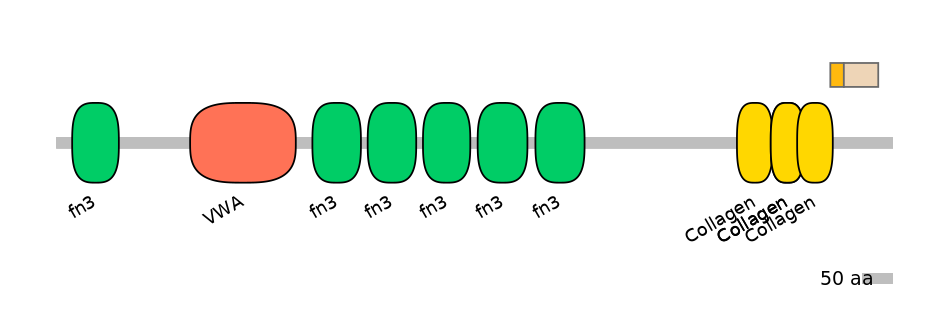 RnoINT0039339-EXC