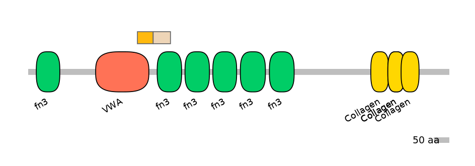 RnoINT0039347-EXC