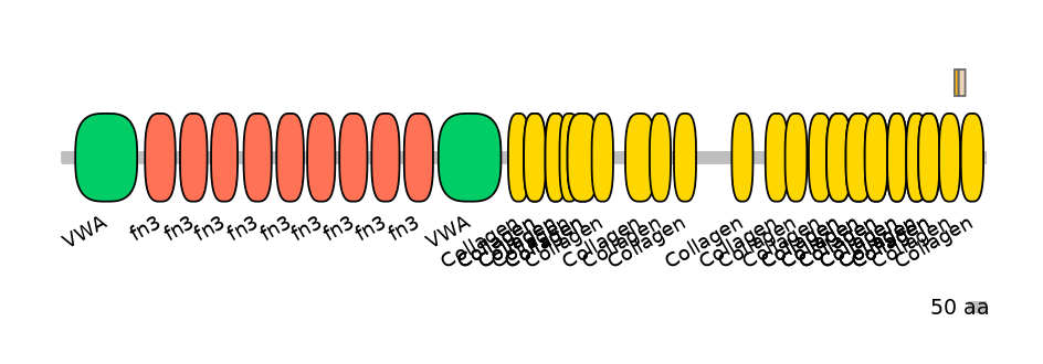 RnoINT0040299-EXC