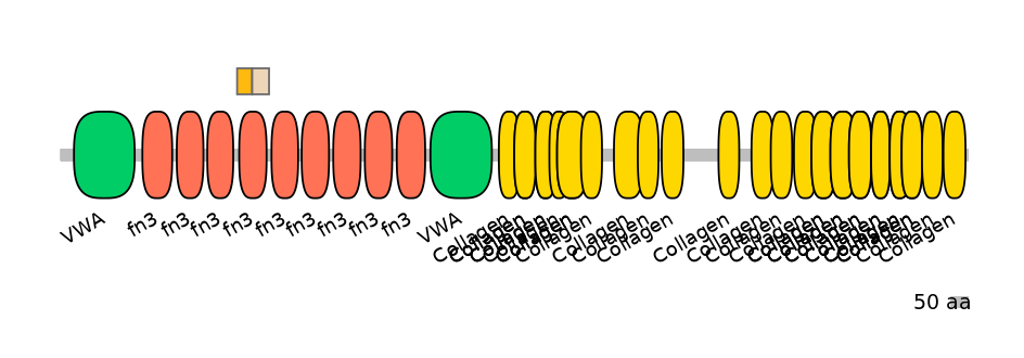 RnoINT0040318-EXC