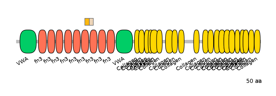 RnoINT0040323-EXC