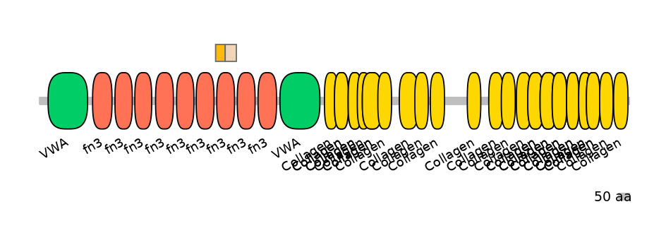 RnoINT0040324-EXC