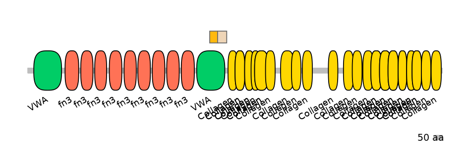 RnoINT0040333-EXC