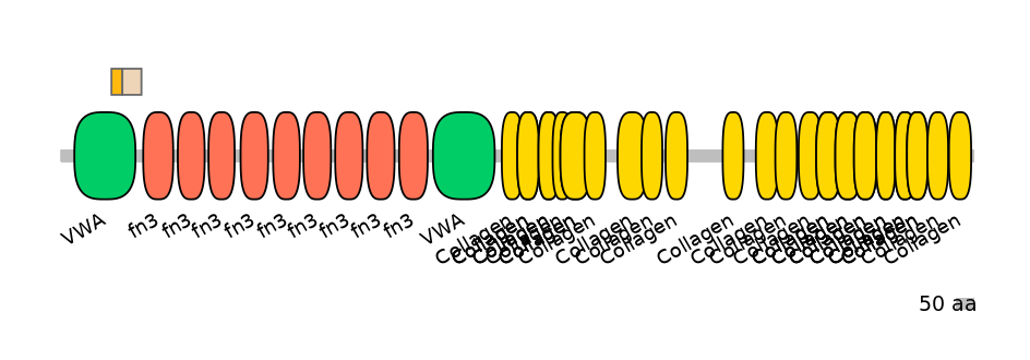 RnoINT0040348-EXC