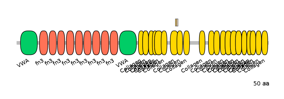 RnoINT0040362-EXC