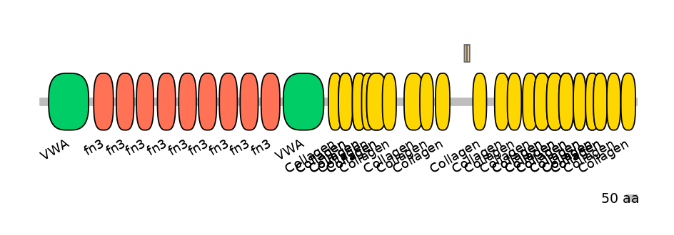 RnoINT0040376-EXC