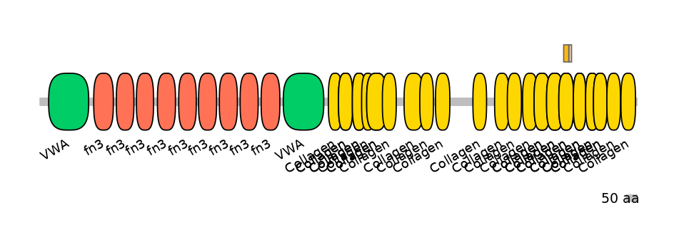 RnoINT0040400-EXC