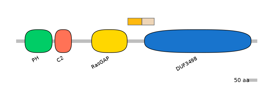 RnoINT0044829-EXC