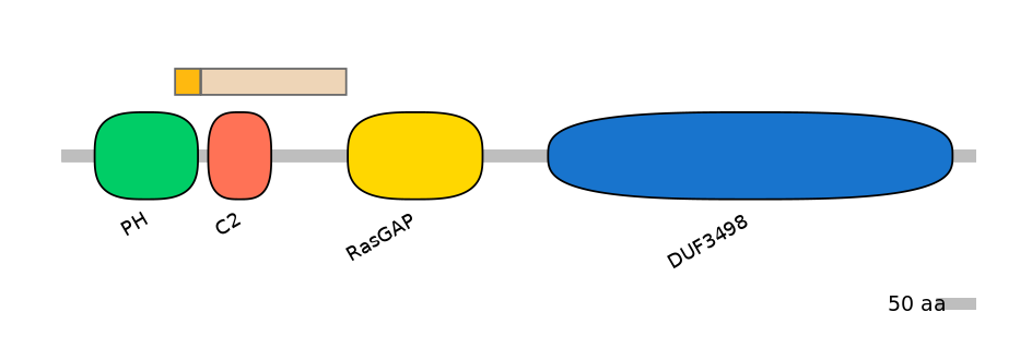 RnoINT0044838-EXC
