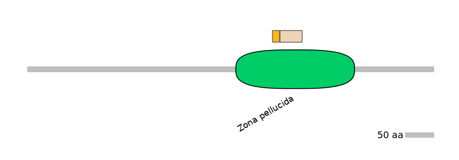 RnoINT0054944-EXC