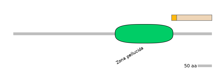 RnoINT0054947-EXC