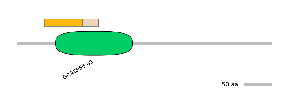 RnoINT0066443-EXC