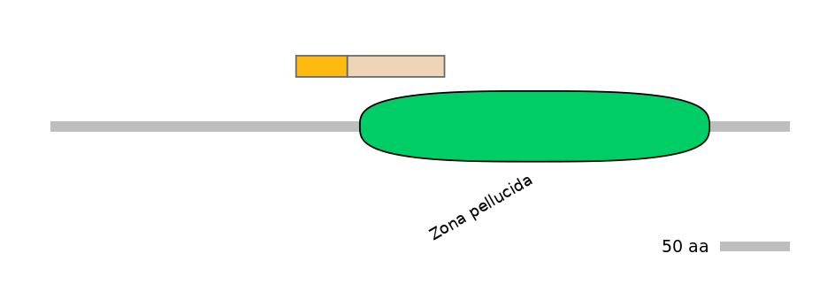RnoINT0066492-EXC
