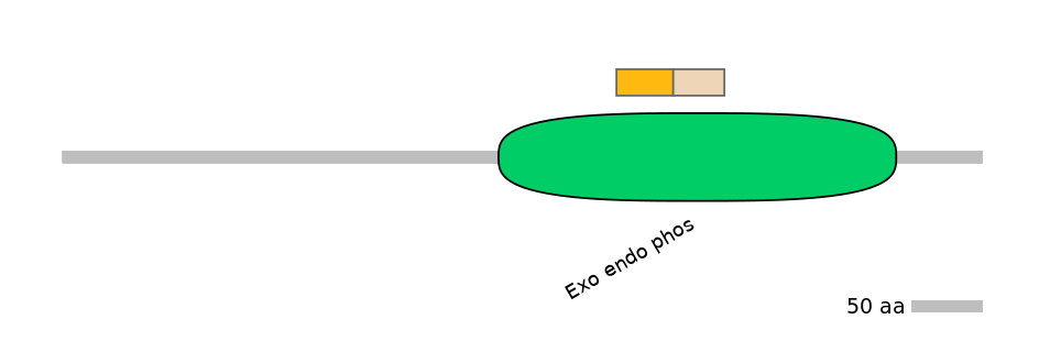 RnoINT0074722-EXC
