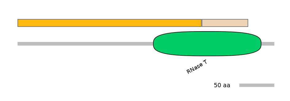 RnoINT0075726-EXC