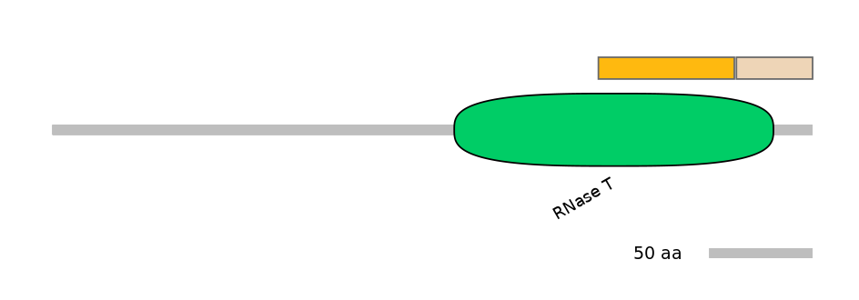 RnoINT0075727-EXC