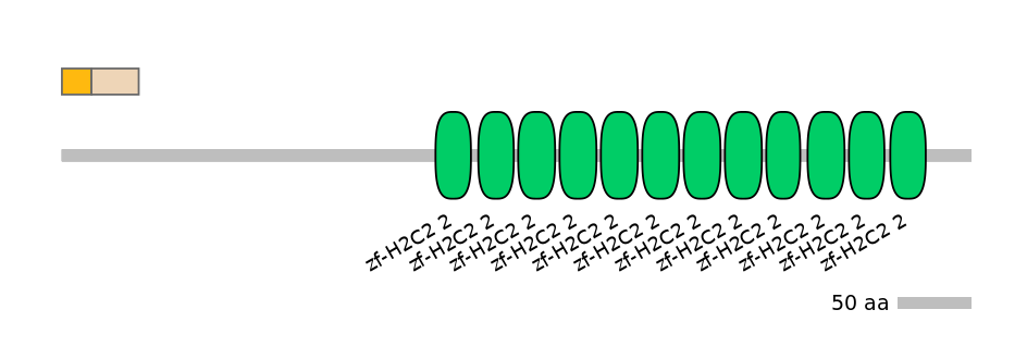 RnoINT0081886-EXC