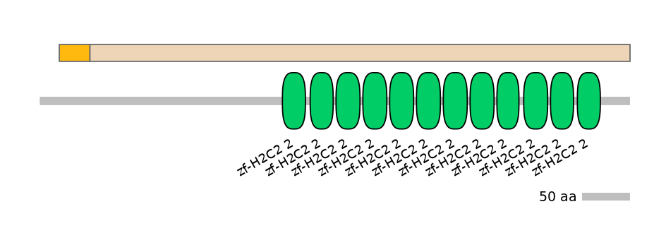RnoINT0081887-EXC