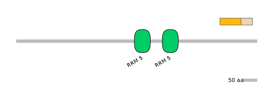 RnoINT0090024-EXC