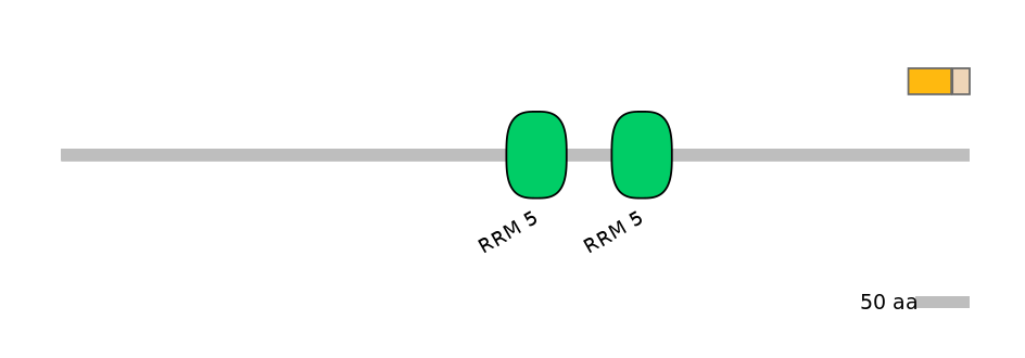 RnoINT0090025-EXC
