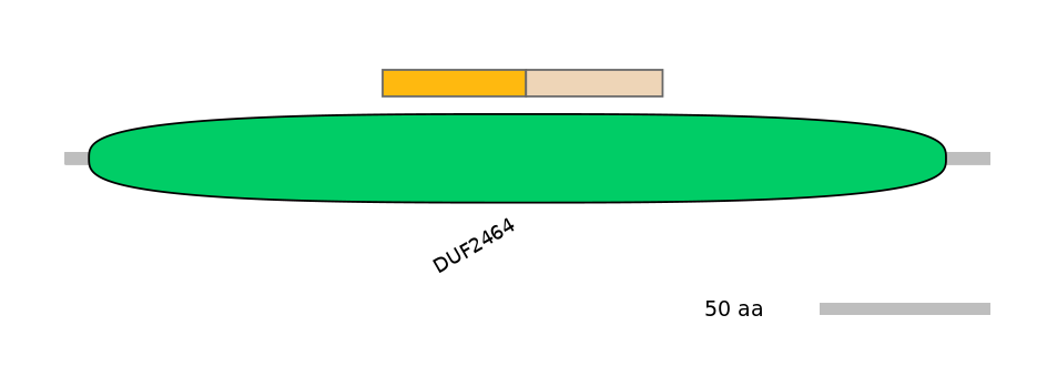 RnoINT0095883-EXC