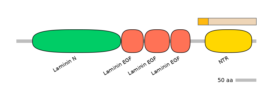RnoINT0103702-EXC