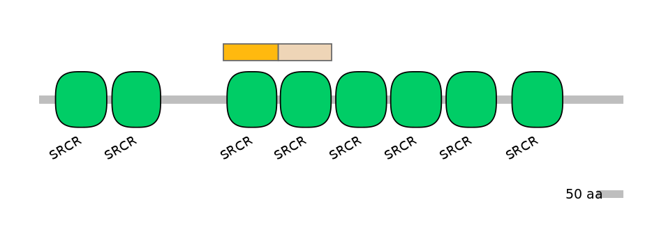 RnoINT0105356-EXC
