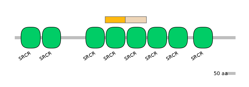 RnoINT0105357-EXC