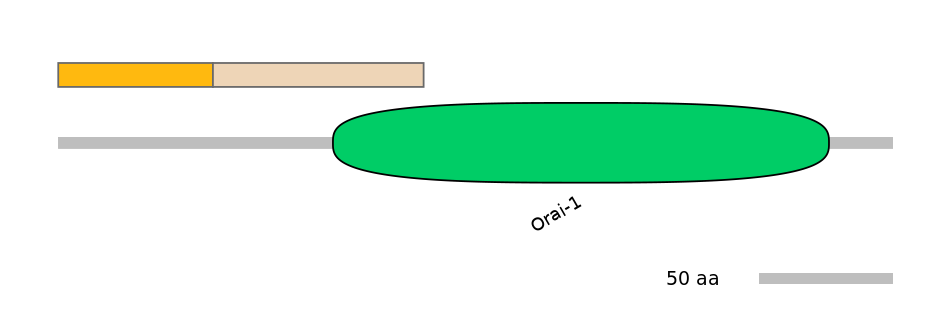 RnoINT0105558-EXC