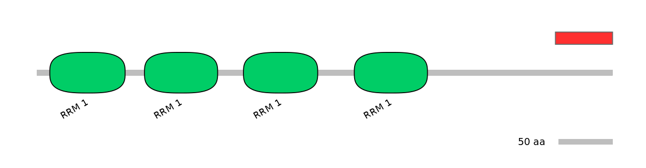 RnoINT0106569-INC