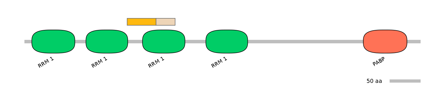 RnoINT0106602-EXC