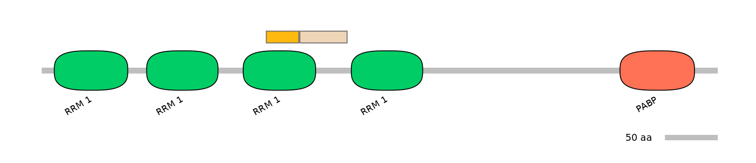 RnoINT0106603-EXC