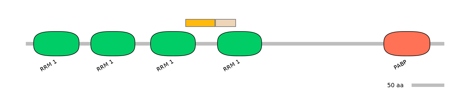RnoINT0106604-EXC