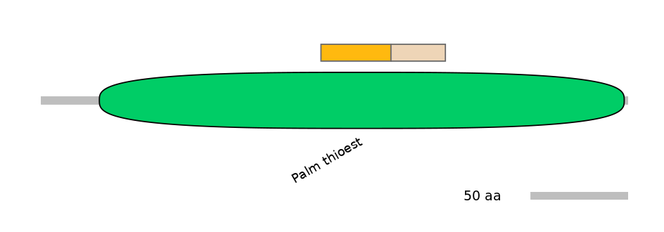 RnoINT0116862-EXC