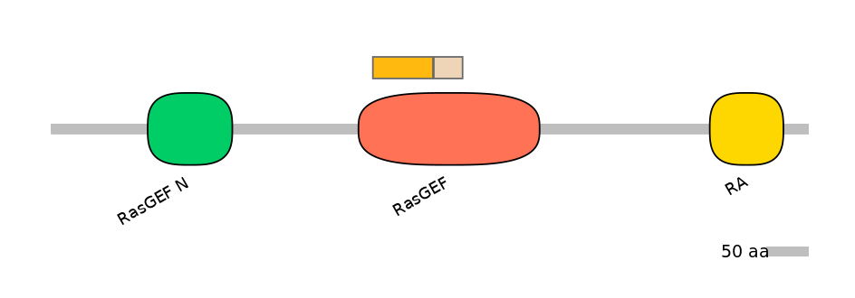RnoINT0123941-EXC