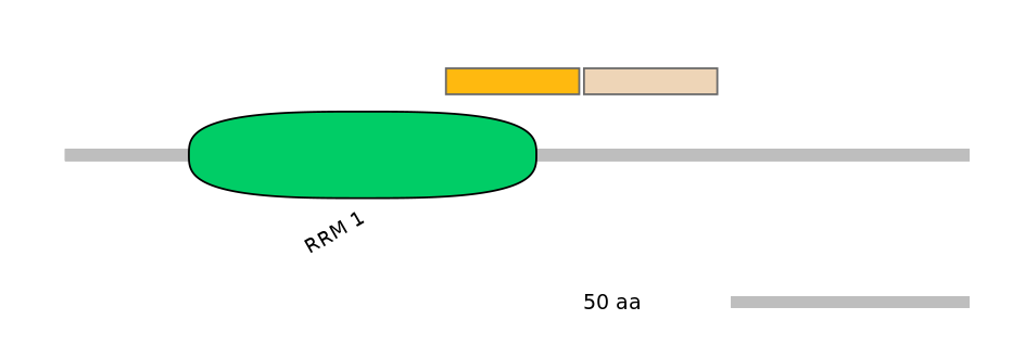 RnoINT0125049-EXC