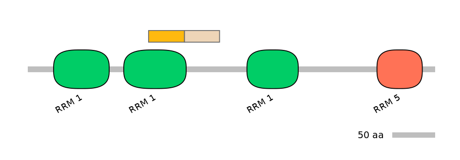 RnoINT0125232-EXC
