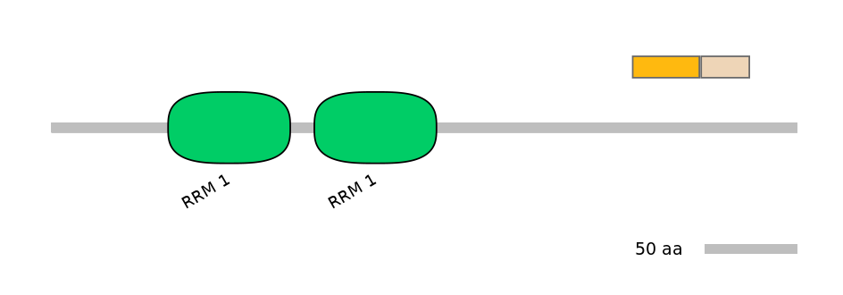 RnoINT0125309-EXC