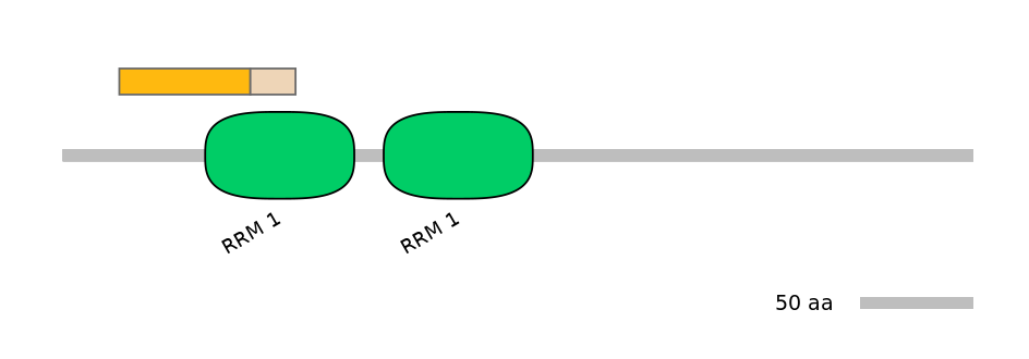 RnoINT0125312-EXC
