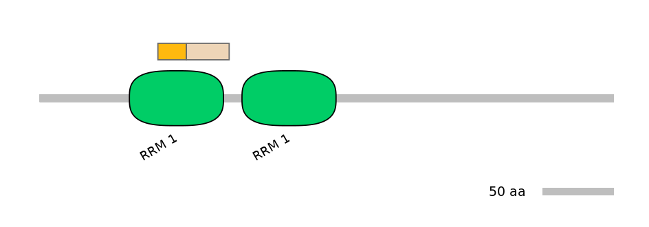 RnoINT0125313-EXC