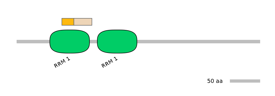 RnoINT0125324-EXC