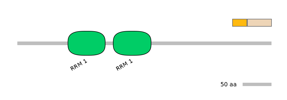 RnoINT0125334-EXC