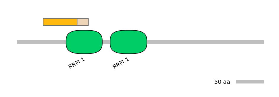 RnoINT0125335-EXC