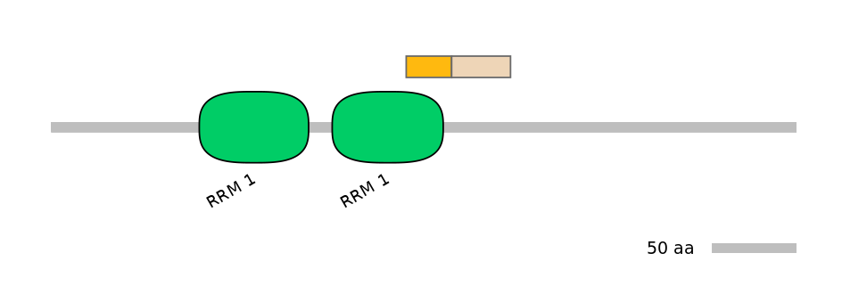RnoINT0125339-EXC