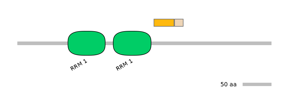 RnoINT0125340-EXC