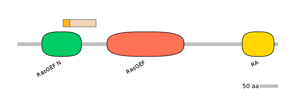 RnoINT0126483-EXC
