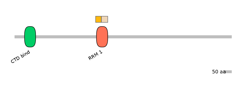 RnoINT0131080-EXC