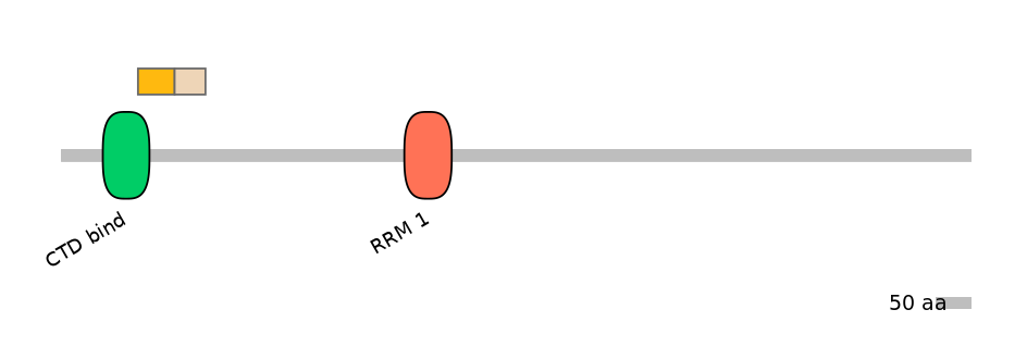 RnoINT0131090-EXC