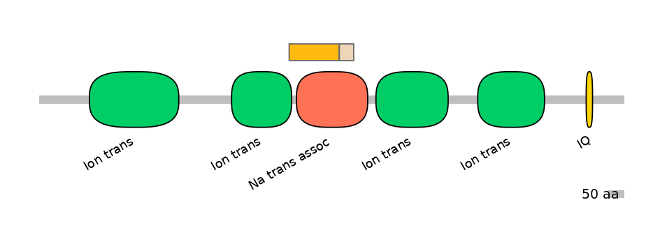 RnoINT0131616-EXC